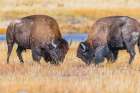 Bison exhibiting breeding behavior in Yellowstone National Park. Art Print